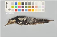 藏品(小啄木)的圖片